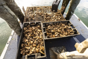 Загрязнение сточных вод сделало моллюски опасными для употребления